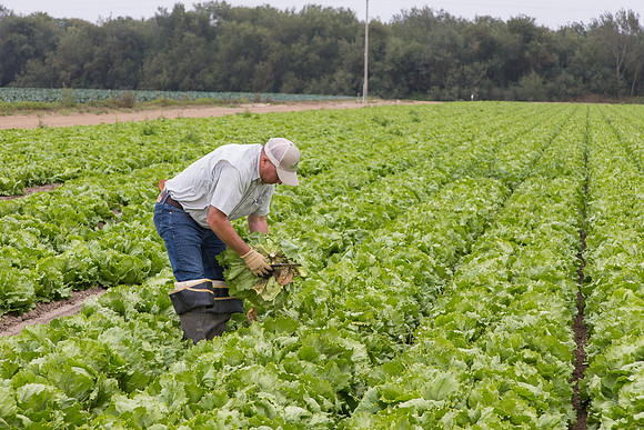 Lettuce_8143_CA_0131