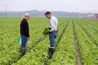 Lettuce_8143_CA_0011