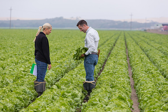 Lettuce_8143_CA_0011