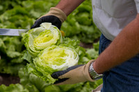 Lettuce_8143_CA_0057