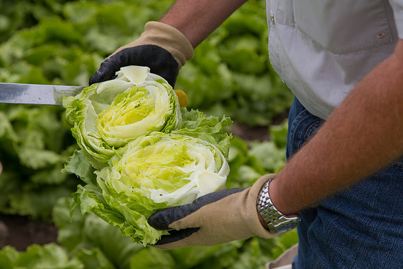 Lettuce_8143_CA_0057