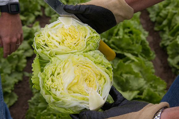 Lettuce_8143_CA_0107