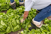 Lettuce_8143_CA_0045