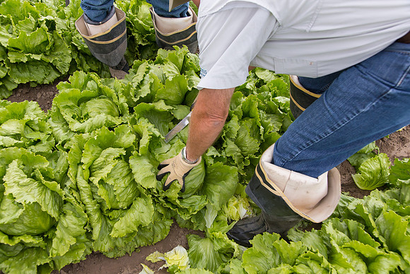 Lettuce_8143_CA_0045