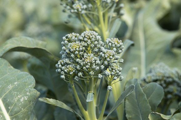 Broccoli_BC1611_CA_0029