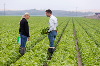 Lettuce_8143_CA_0010