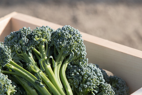 Broccoli_BC1611_CA_0007