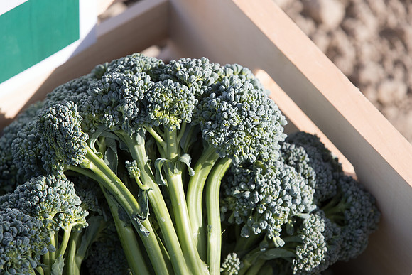 Broccoli_BC1611_CA_0003