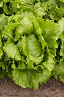 Lettuce_8143_CA_0065