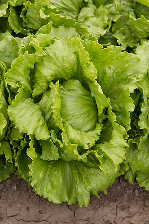 Lettuce_8143_CA_0065