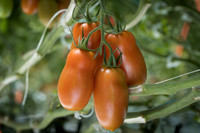 Tomatoes_15TT2160_0010