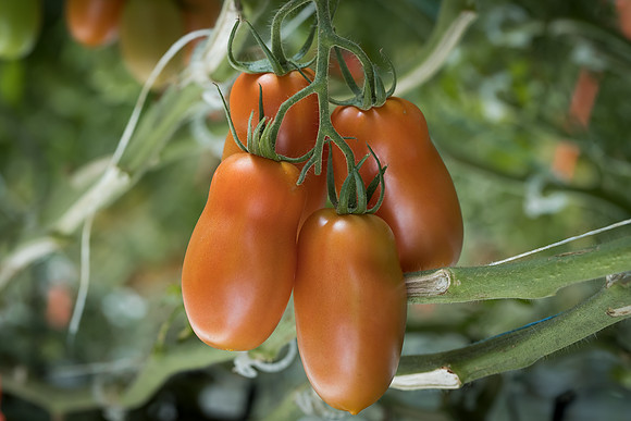 Tomatoes_15TT2160_0010
