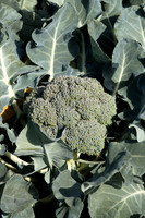 Broccoli_B1199_CA_0036