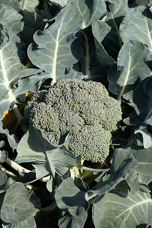 Broccoli_B1199_CA_0036