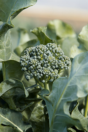 Broccoli_BC1611_CA_0042