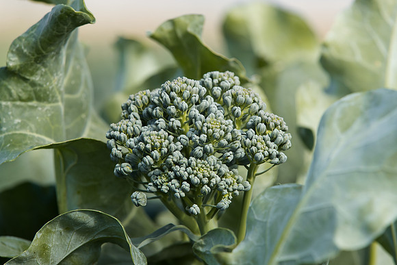 Broccoli_BC1611_CA_0038