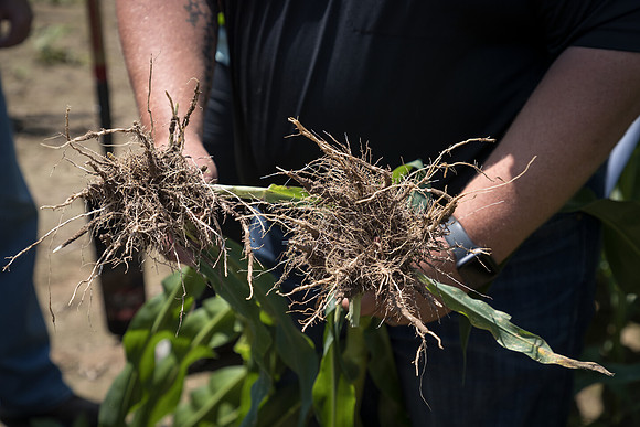 NL_Corn_072319_Carbondale_136