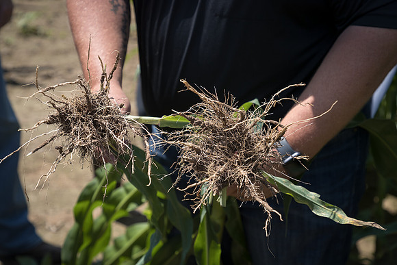 NL_Corn_072319_Carbondale_134