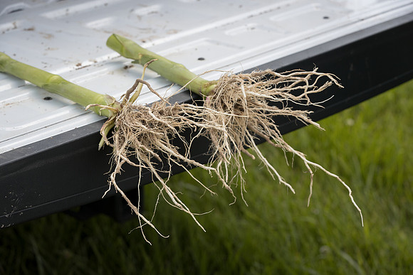 NL_Corn_UTv408_072319_Carbondale_04