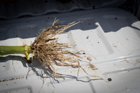NL_Corn_408_072319_Carbondale_18