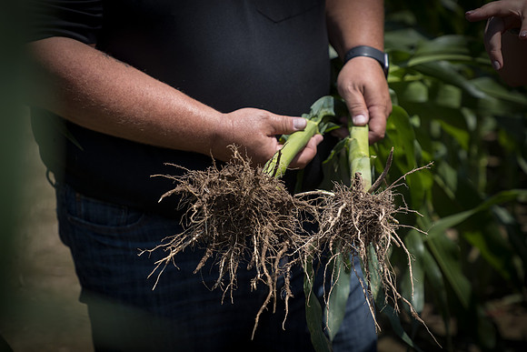 NL_Corn_072319_Carbondale_221