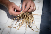 NL_Corn_408_072319_Carbondale_08