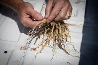 NL_Corn_408_072319_Carbondale_09