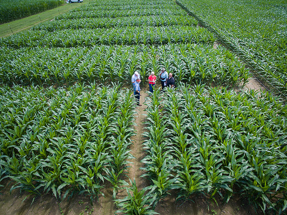 NL_Corn_072319_Carbondale_Aerial_01