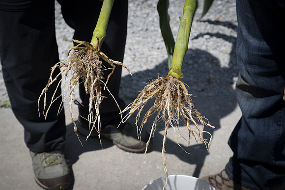 NL_Corn_072319_Carbondale_314