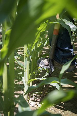 NL_Corn_072319_Carbondale_81