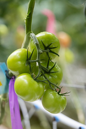 Tomatoes_DRTH1025_3