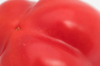 Peppers_Damage_0084