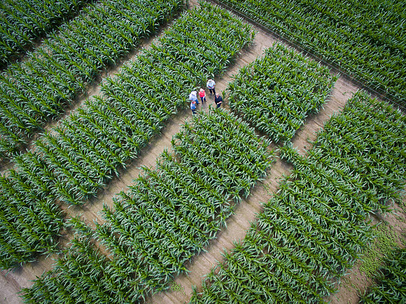 NL_Corn_072319_Carbondale_Aerial_11