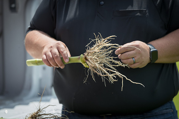 NL_Corn_072319_Carbondale_509
