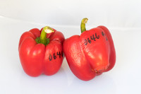Peppers_Damage_0003