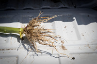 NL_Corn_408_072319_Carbondale_13