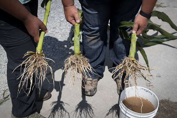 NL_Corn_072319_Carbondale_341