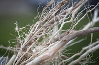 NL_Corn_408_072319_Carbondale_35