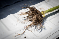 NL_Corn_408_072319_Carbondale_04