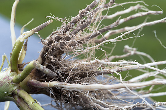 NL_Corn_Untreated_072319_Carbondale_15