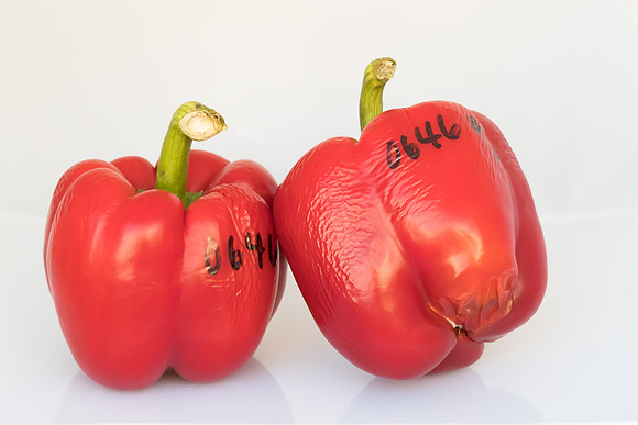 Peppers_Damage_0007