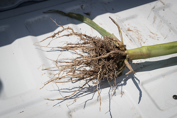 NL_Corn_Untreated_072319_Carbondale_03