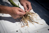 NL_Corn_42_072319_Carbondale_10