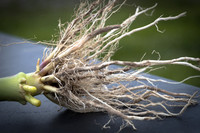 NL_Corn_408_072319_Carbondale_22