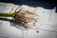 NL_Corn_42_072319_Carbondale_25