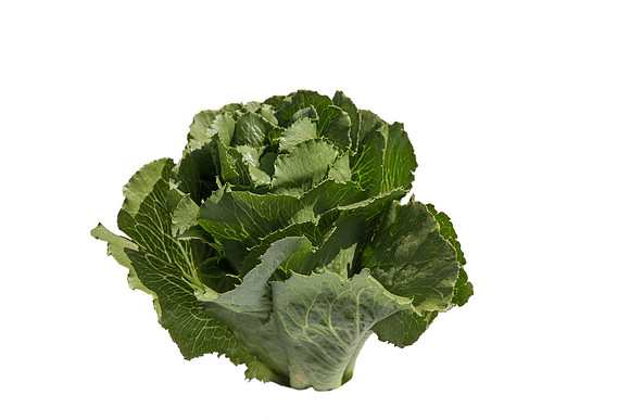 Lettuce_ExperimentalTwo_CA_0024