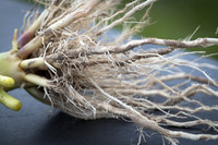 NL_Corn_408_072319_Carbondale_28