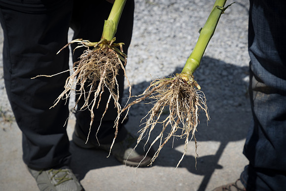NL_Corn_072319_Carbondale_322