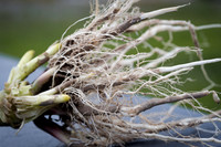 NL_Corn_42_072319_Carbondale_33