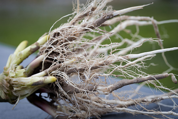 NL_Corn_42_072319_Carbondale_33